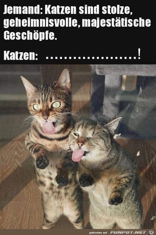 Katzen sind frech