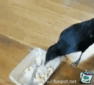 Vogel füttert Katze und Hund
