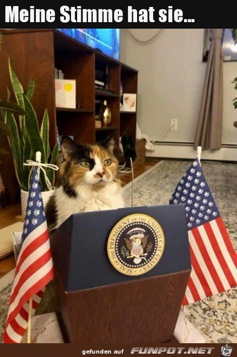 Eine Katze als Prsident