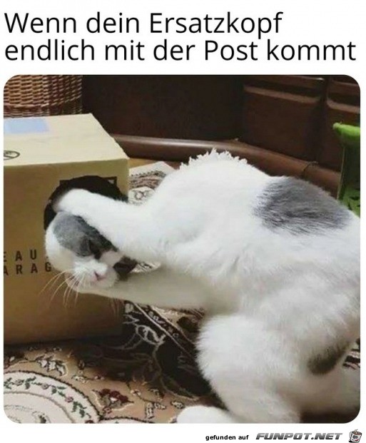 der Ersatzkopf ist da