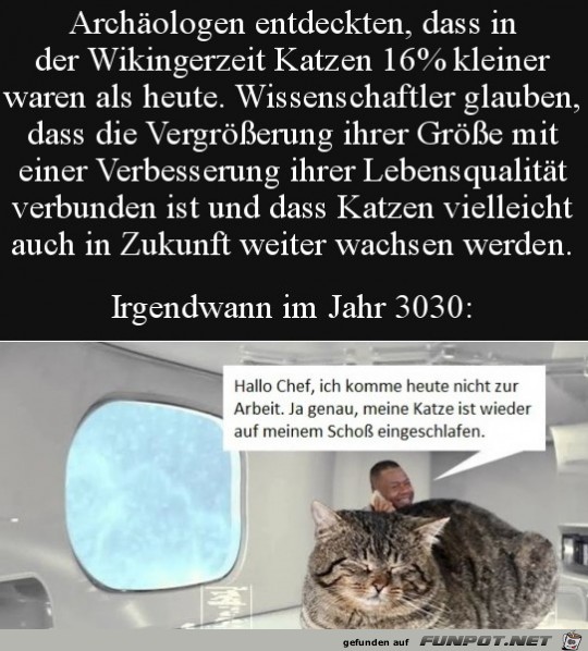 Katze ist eingeschlafen