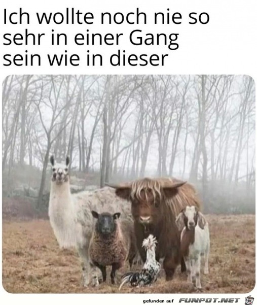 Was fr eine lustige Gang