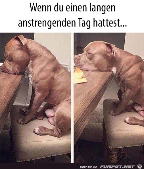 Hund Ist Mude