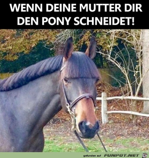 Pony geschnitten