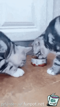 Katzen teilen sich das Futter