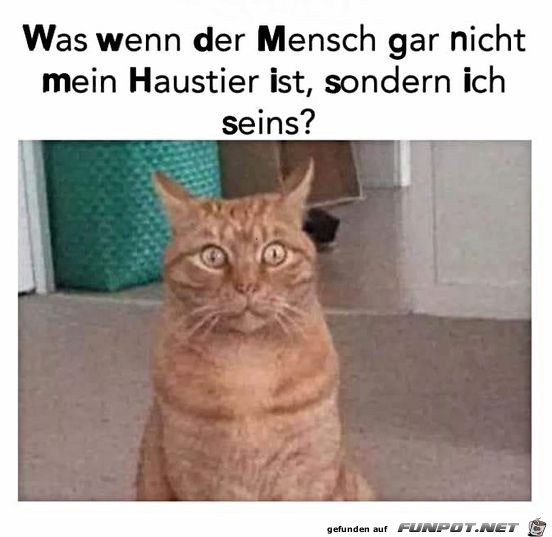 Was ist, wenn der Mensch nicht mein Haustier ist?