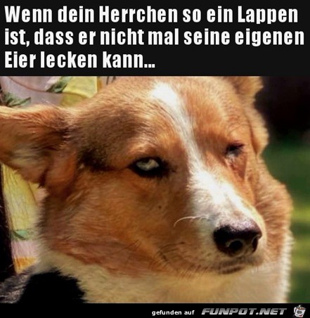 Mein Herrchen ist ein Lappen