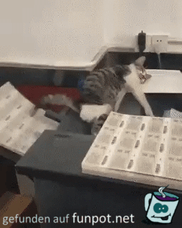 Katze schlft auf Drucker
