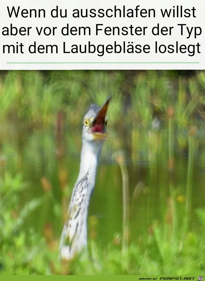 Das elende Laubgeblse