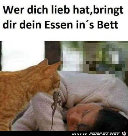 Katze bringt Essen ans Bett