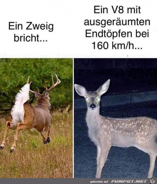 So sind die Rehe