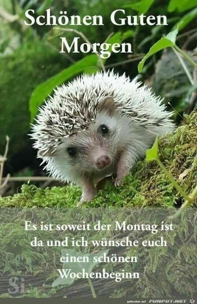 Montag