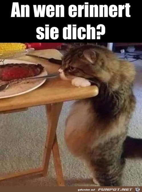 An wen erinnert dich diese Katze?