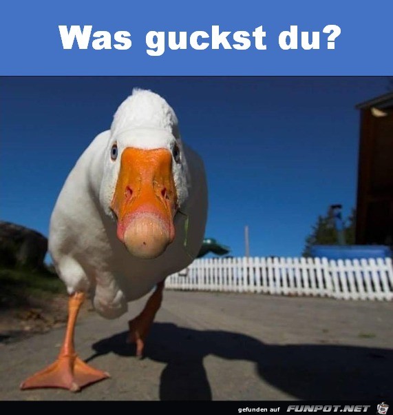 Was guckst du?