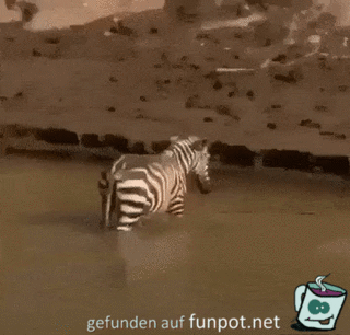 Zebra entkommt Krokodil