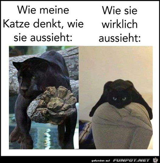 wie die Katze wirklich aussieht