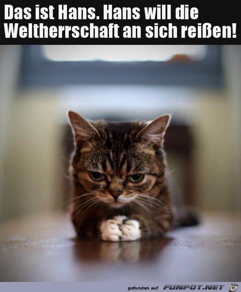 Mrrische Katze