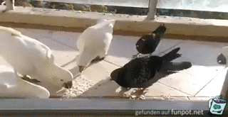 Kakadu zieht Taube weg