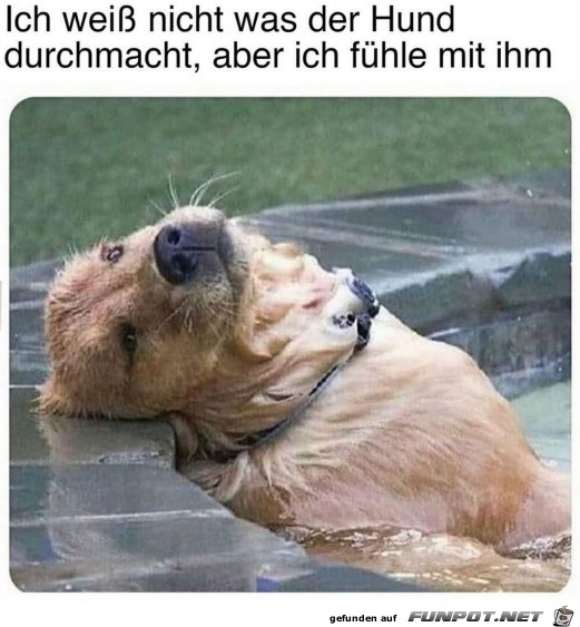 Was der Hund durchmacht