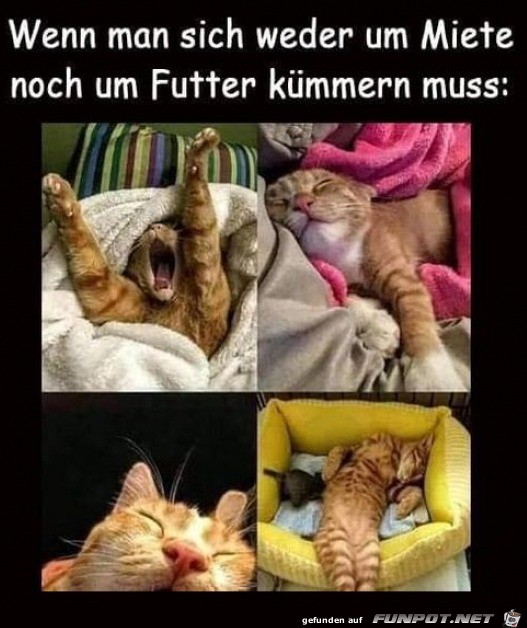 Das ist ein Katzenleben