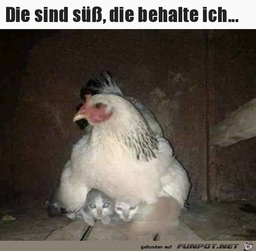 Die Katzen sind s