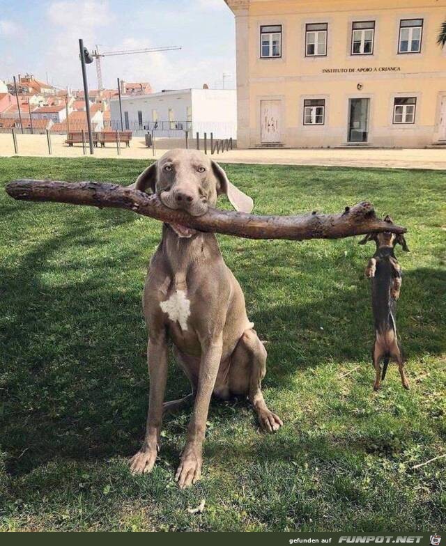 Groer und kleiner Hund mit Stock