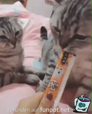 Katze schiebt andere zur Seite