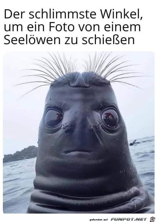 Lustiger Seelwe