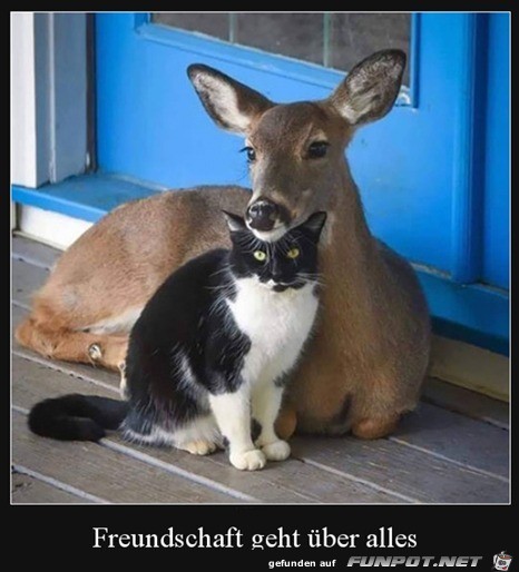 Freundschaft