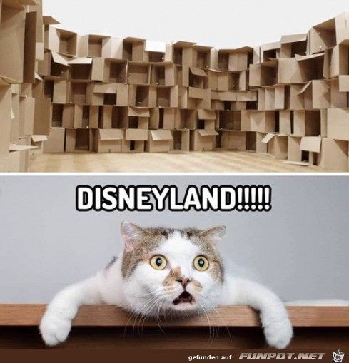 Disneyland fr Katzen