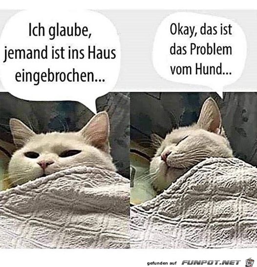 Typisch Katze