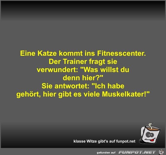 Eine Katze kommt ins Fitnesscenter