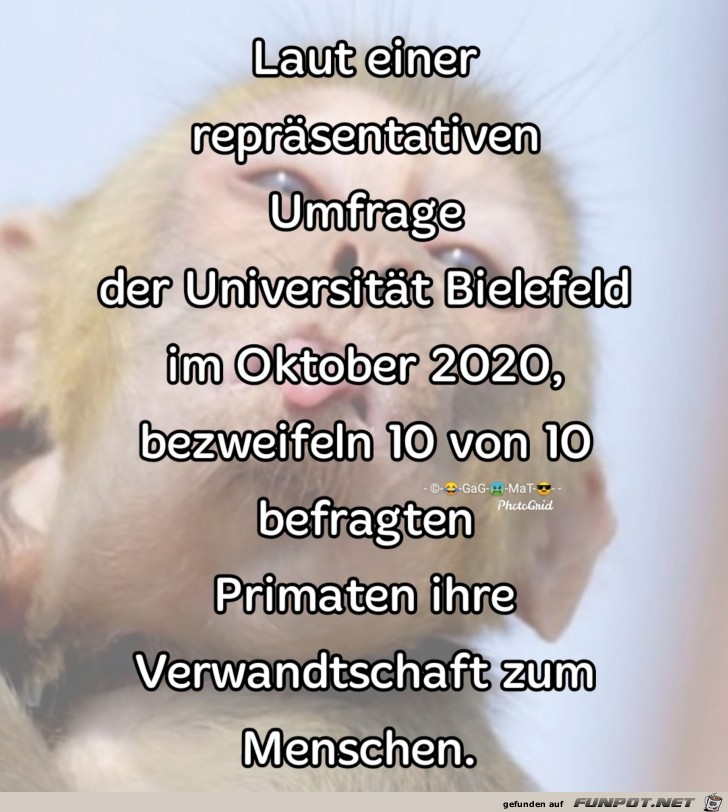 Umfrage