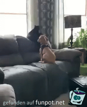 Hund und Katze schauen zum Fenster raus