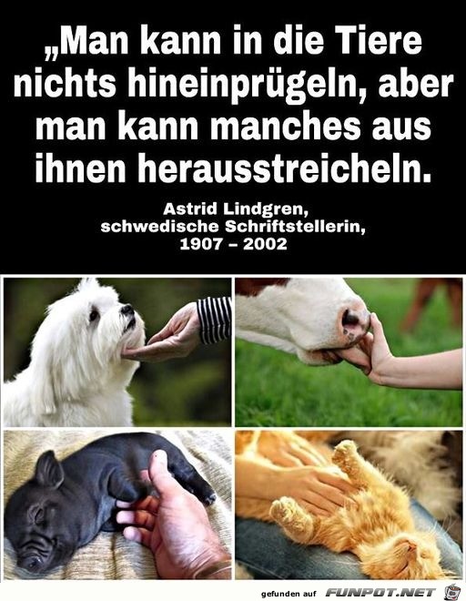 herzige Tierbilder