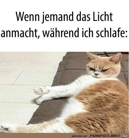 Licht angemacht - Katze guckt bse