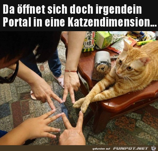 Neue Katzendimension