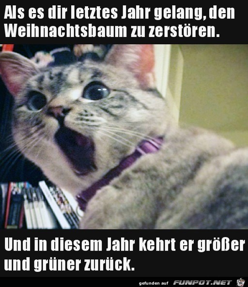 Entsetzte Katze