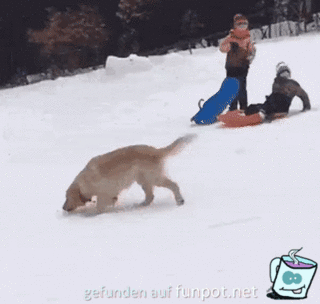 Dieser Hund liebt Schnee