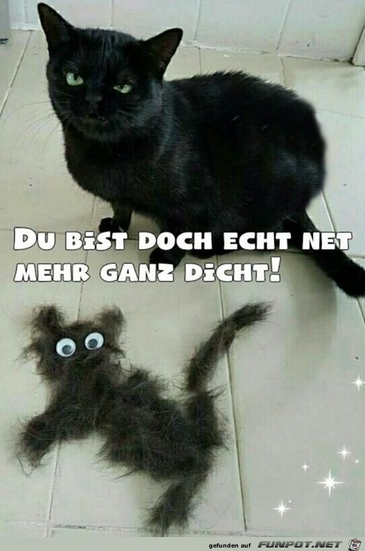 Katze ist emprt