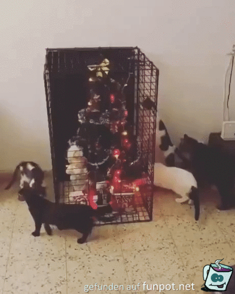 Katzen gucken Weihnachtsbaum im Kfig an