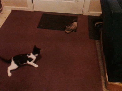Ratte verfolgt Katze