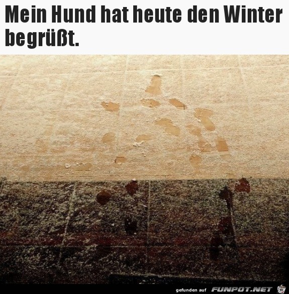 Hund mag keinen Winter