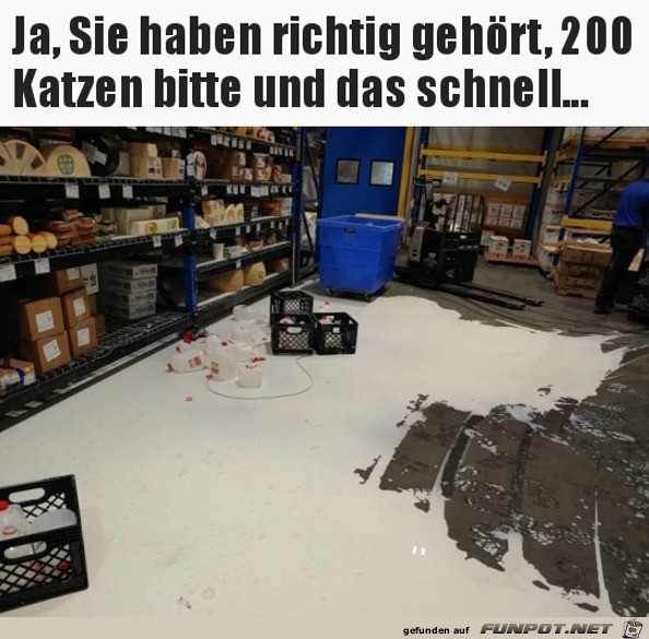 Der Katzen-Putztrupp wird bentigt