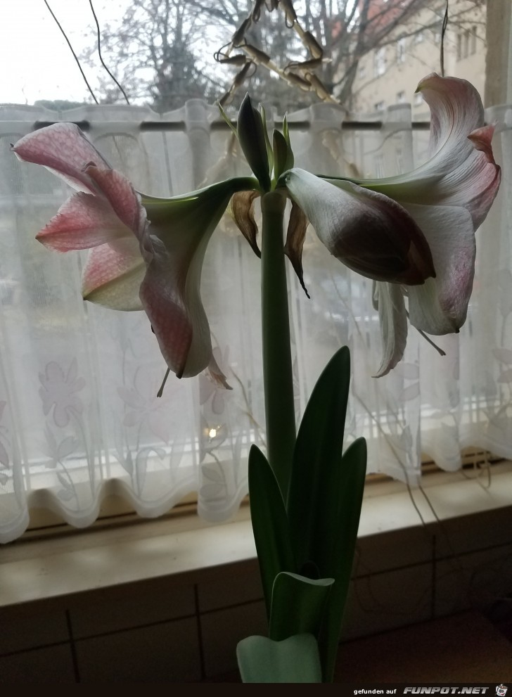 Unsere Amaryllis Nr1