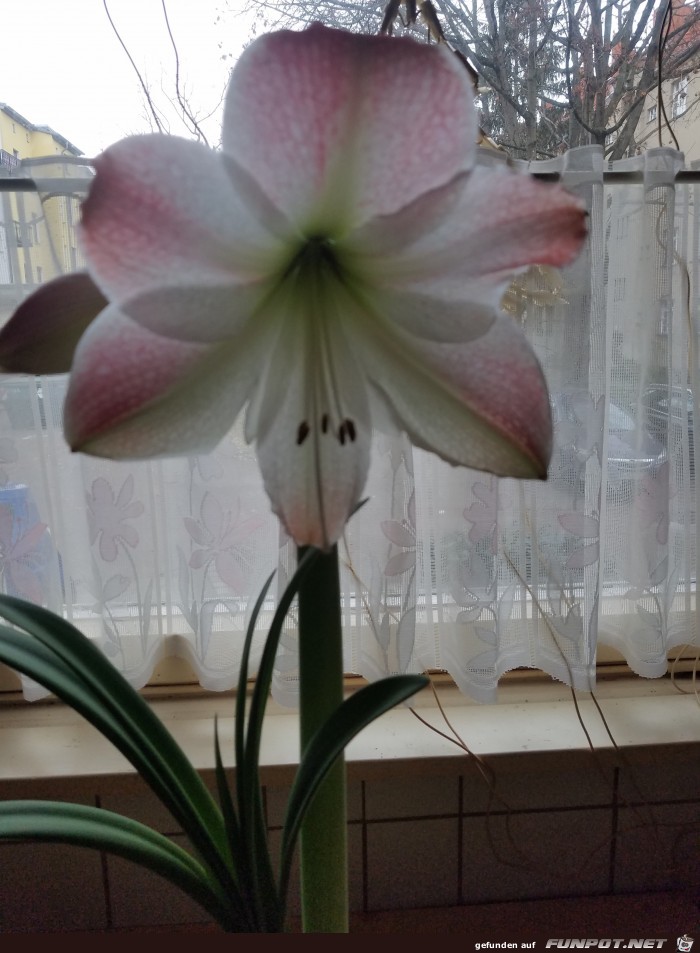 Unsere Amaryllis Nr2