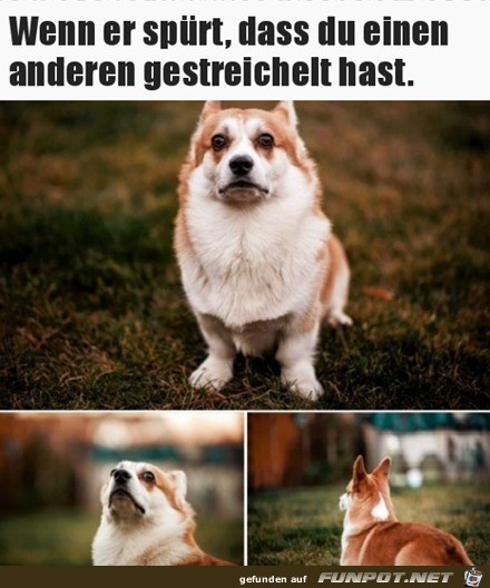 Du hast einen anderen Hund gestreichelt