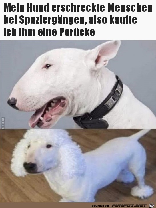 Mein Hund erschreckte Menschen