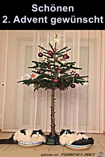 Weihnachtsbaum und Katzen