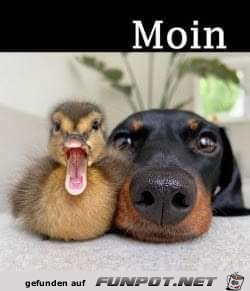 Moin